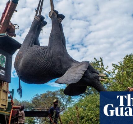 The death toll has increased to seven in the Malawi elephant relocation project, which is connected to Prince Harry.