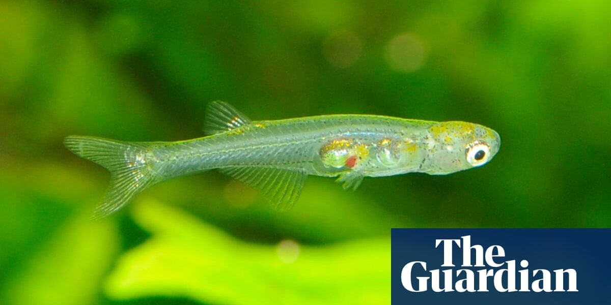 The discovery has been made that the sound produced by one of the tiniest fish in the world rivals the volume of a gunshot.