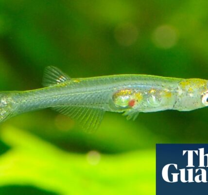 The discovery has been made that the sound produced by one of the tiniest fish in the world rivals the volume of a gunshot.