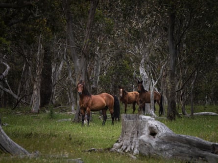 Brumbies in Nunniong state forest
