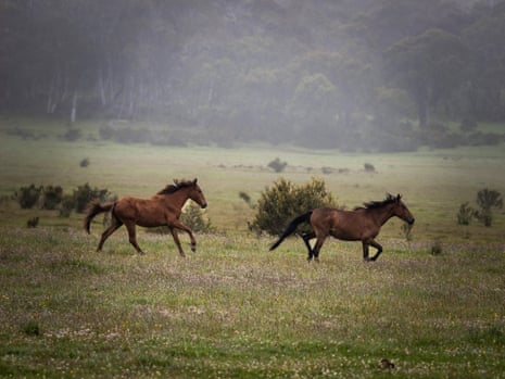 For brumby feature Brumbies, Nunniong Plain Nunniong State Forest Victoria 26 Australia