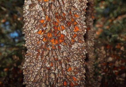 The population of Monarch butterflies decreases to its second lowest level in the wintering grounds of Mexico.