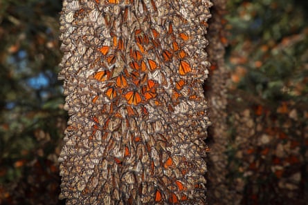 A tree full of monarch butterflies at the Rosario Sanctuary, Michoacan, Mexico in 2020.