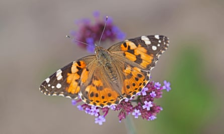 A painted lady butterfly, which has brown and orange wings with white spots, rests on a purple flower