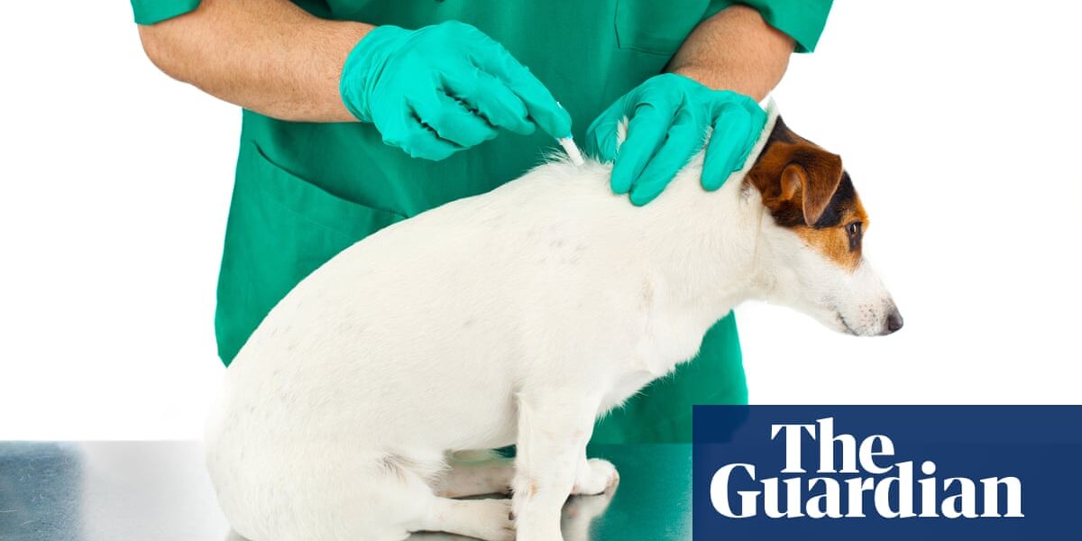 Vets urged to stop giving pesticide flea treatments after river pollution study
