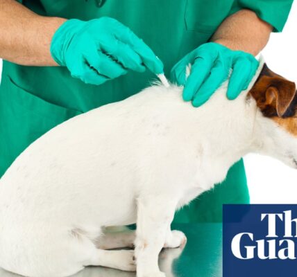 Vets urged to stop giving pesticide flea treatments after river pollution study