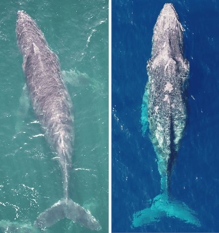 Two images of a skinny whale and a healthy whale