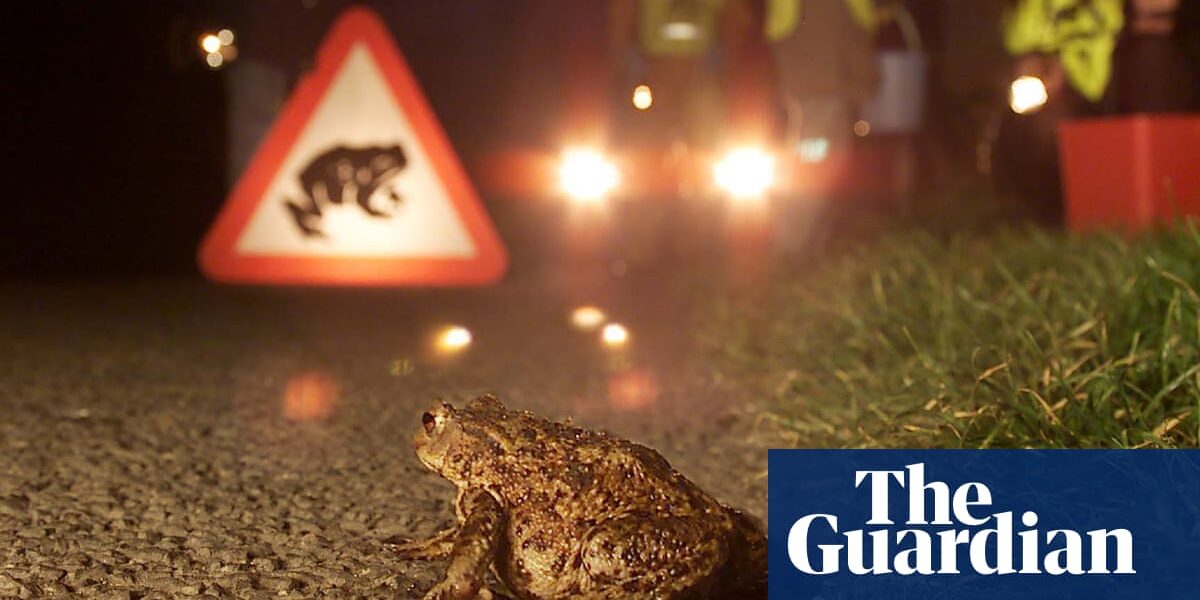 We are currently on a toad patrol, equipped with a bucket and a torch, as part of our country diary.