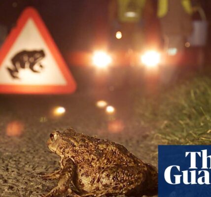 We are currently on a toad patrol, equipped with a bucket and a torch, as part of our country diary.