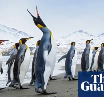 What is the impact of bird flu reaching the Antarctic? - podcast