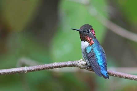 A male bee hummingbird with blue wings, white breast, black head with pink detail