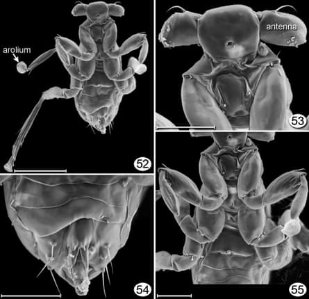 Black and white numbered images of the Dicopomorpha echmepterygis parasitic wasp