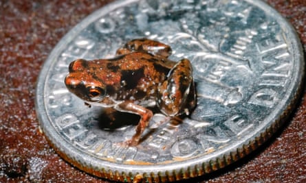 A Paedophryne amauensis frog sitting on a one dime coin