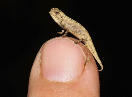 Who is the tiniest of them all? Get to know the incredibly small creatures of the world.
