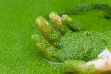 A hand submerged in a pond of green duckweed
