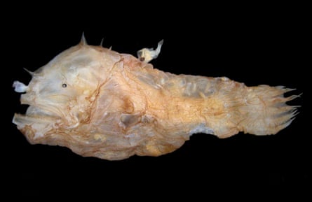 A tiny male deep-sea anglerfish, attached to the much larger female.