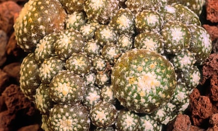 A Blossfeldia liliputiana cactus