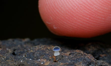 A tiny white and blue fungi next to a finger