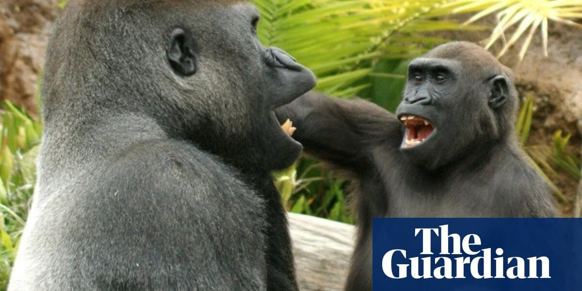 Young great apes tease and annoy their elders in playful behaviour – video