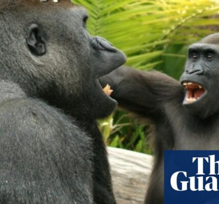 Young great apes tease and annoy their elders in playful behaviour – video