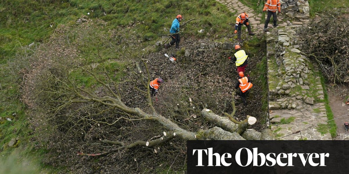 A fallen sycamore tree from Sycamore Gap will be exhibited for the public in Northumberland.
