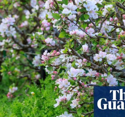 A genetics project in the UK is seeking out forgotten apple types in order to safeguard fruit in response to the changing climate.