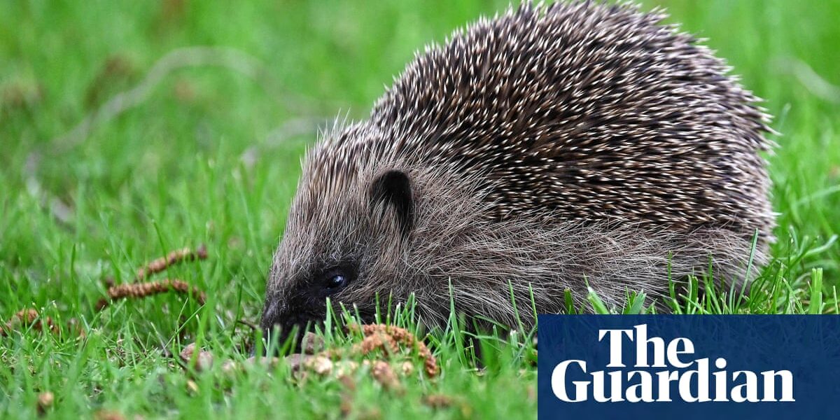 A groundbreaking UK project is utilizing AI to monitor hedgehog populations.