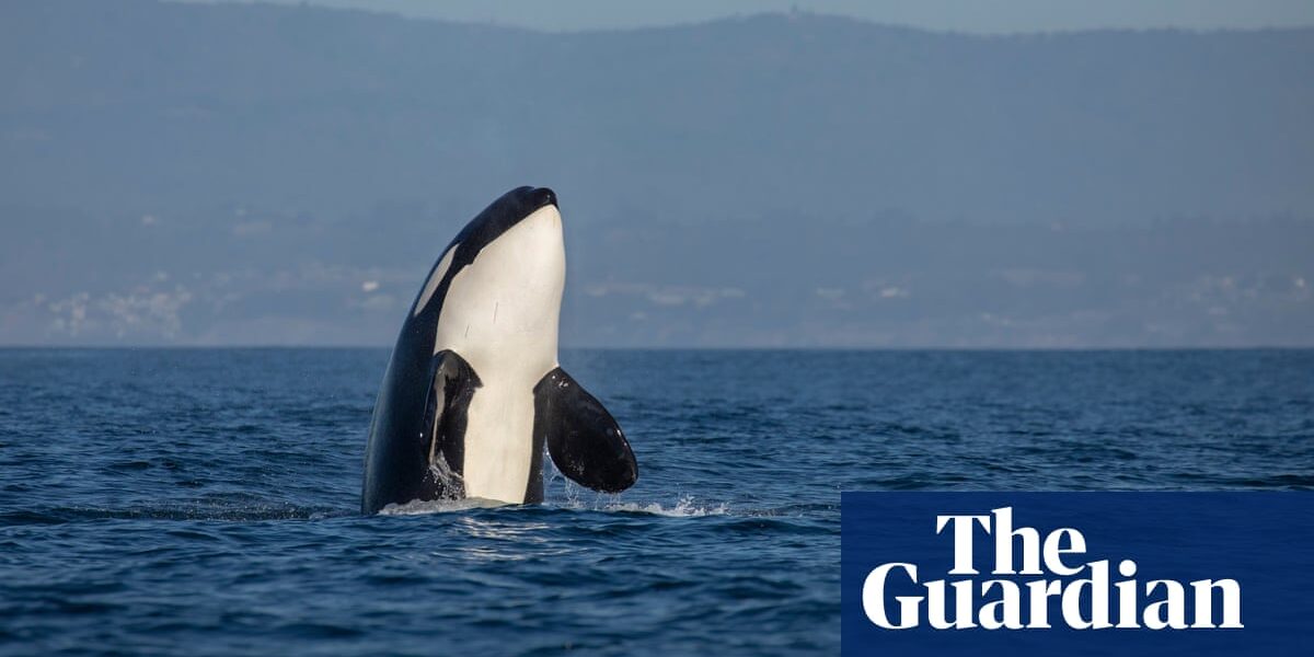 A lone killer whale was observed attacking and killing a large white shark near the coast of South Africa.