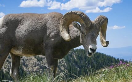 A rancher in the United States used tissue and testicles to breed large sheep specifically for the purpose of selling them for hunting.
