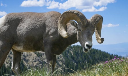 A rancher in the United States used tissue and testicles to breed large sheep specifically for the purpose of selling them for hunting.