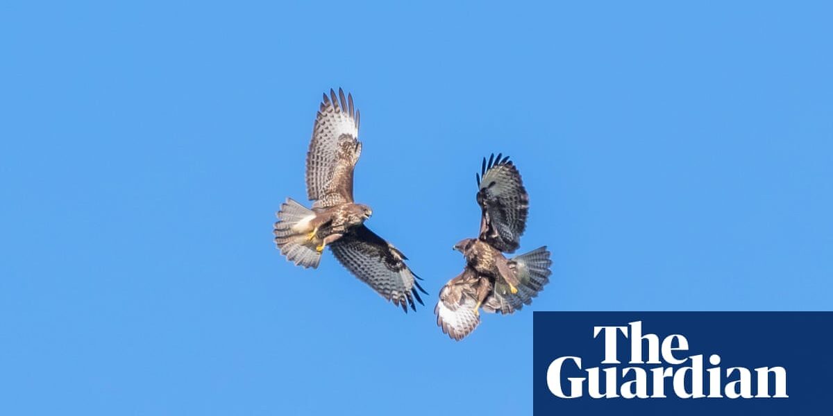 A record of a country's daily activities: Mating activities of birds of prey in an elegant, coordinated routine | Written by Ed Douglas