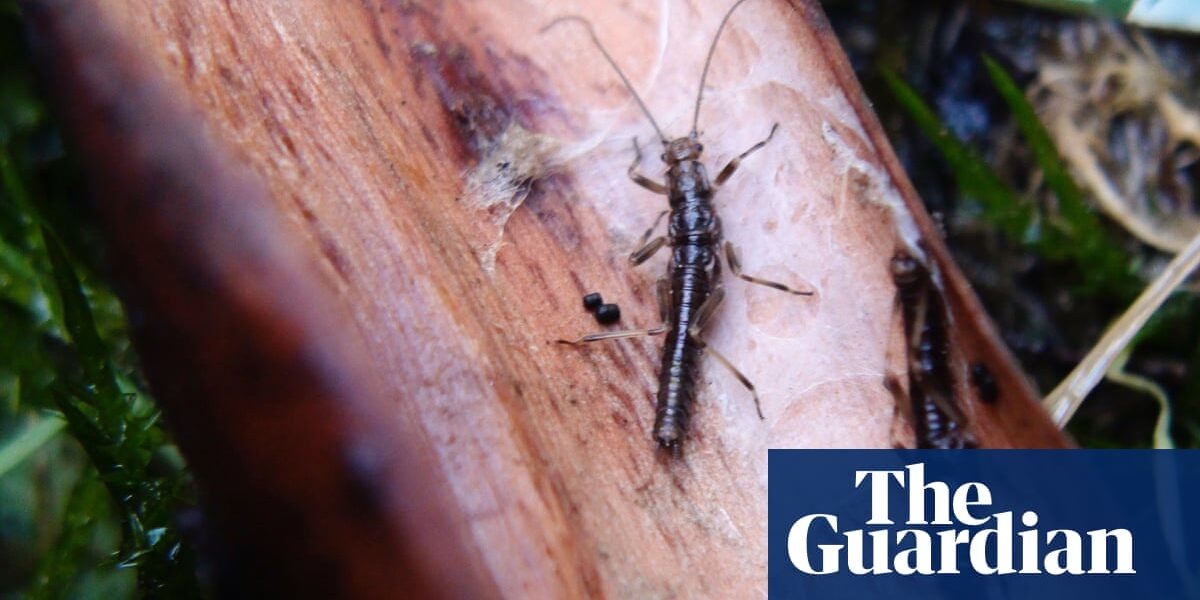 A stonefly species with an incredible lifespan, which is critically endangered, is at risk of extinction due to a decision made by the Victorian government that has been criticized.