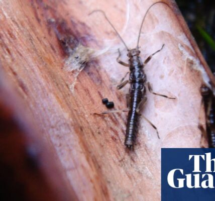 A stonefly species with an incredible lifespan, which is critically endangered, is at risk of extinction due to a decision made by the Victorian government that has been criticized.