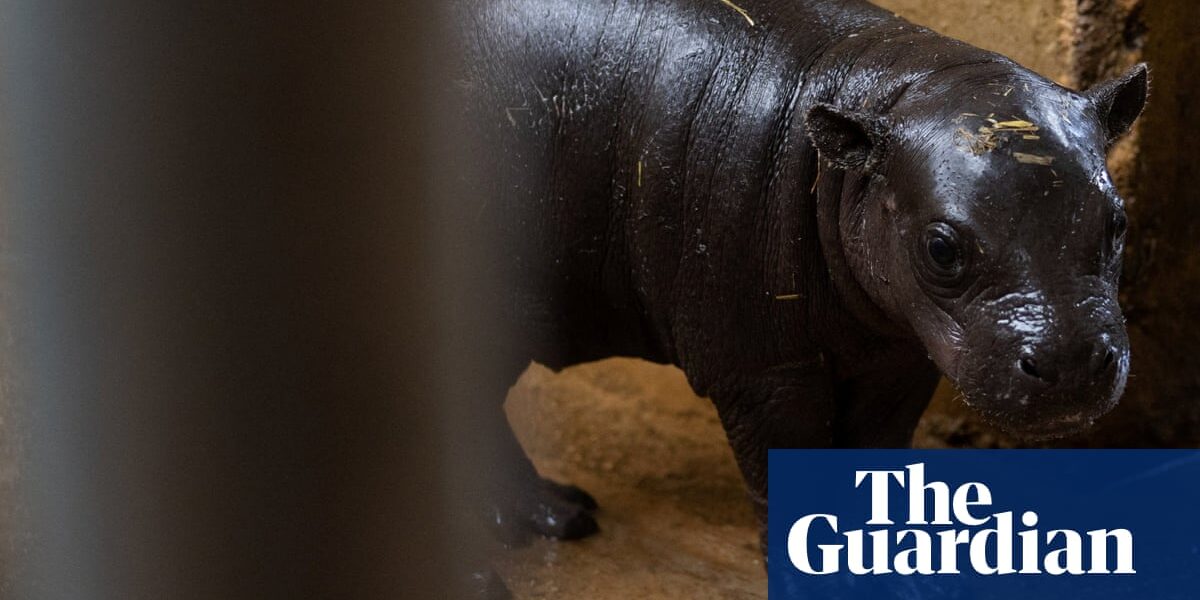 A video captures the birth of a vulnerable pygmy hippo at Athens zoo.