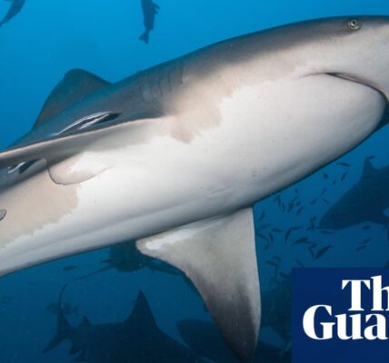 According to a recent study, bull sharks are doing well in the waters off the coast of Alabama, despite an increase in ocean temperatures.