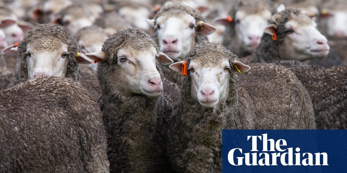 According to a recent study, the increase in global temperatures could result in an additional 1.2 million deaths of lambs in Australia annually.