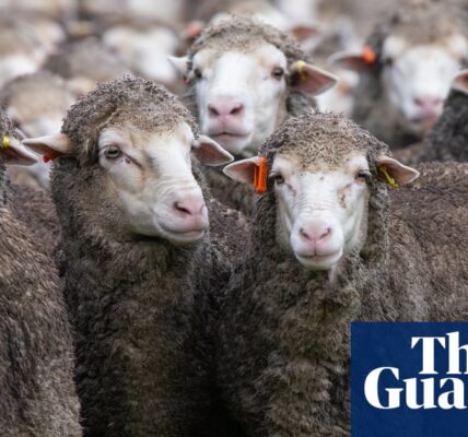 According to a recent study, the increase in global temperatures could result in an additional 1.2 million deaths of lambs in Australia annually.