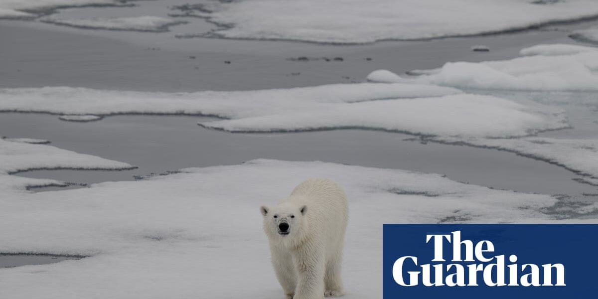 According to scientists, the Arctic could experience summers without ice within the next 10 years.