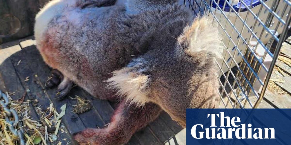 An inquiry has been launched into the logging practices on Kangaroo Island following the circulation of distressing images showing deceased koalas.