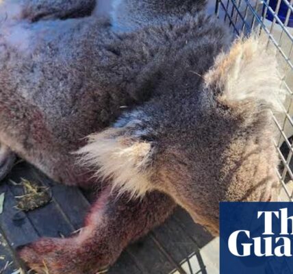 An inquiry has been launched into the logging practices on Kangaroo Island following the circulation of distressing images showing deceased koalas.
