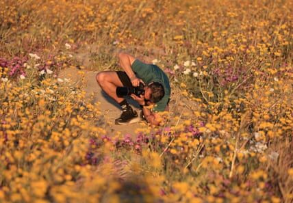 Are you looking for wildflowers? This fanciful hotline can assist you in discovering the finest ones.