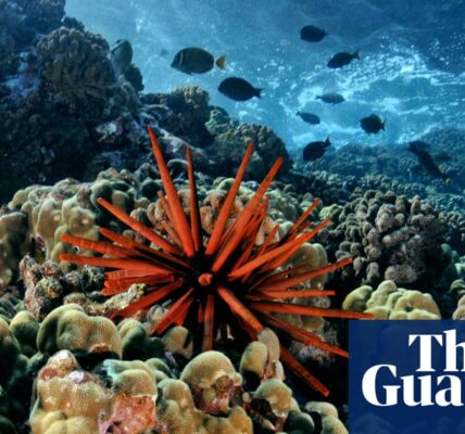 Broadcasting healthy reef noises through subaquatic speakers may potentially aid in the restoration of damaged coral ecosystems.