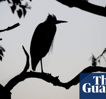 Country diary: A single discordant voice in the lullaby of birdsong | Sean Wood