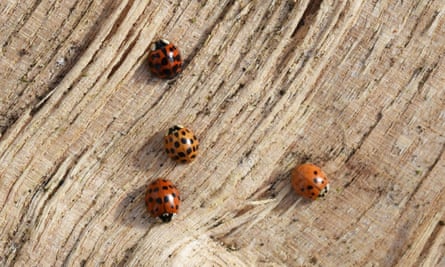 Country diary: I’ve become a taxi service for the ladybirds | Charlie Elder