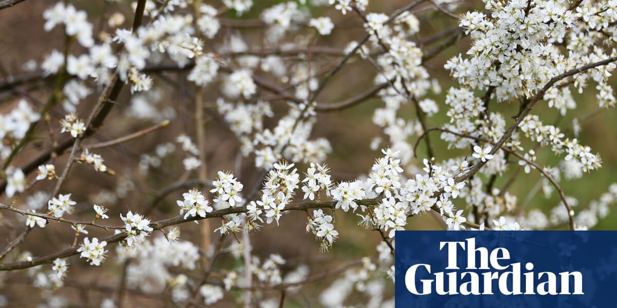 Country diary: The flowering blackthorn is a plant of glorious contrasts | Josie George