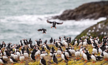 Puffins that have recently migrated back to the Farne Islands for the summer.