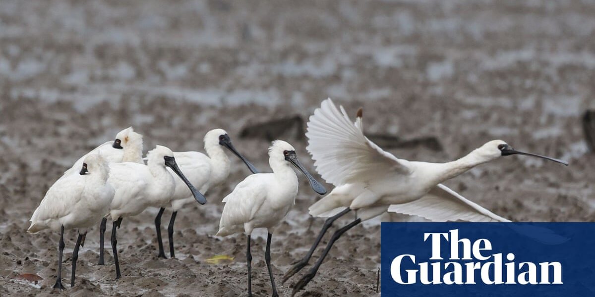 Rare black-faced spoonbill spotted in Hong Kong wetland as part of Birdwatch initiative.