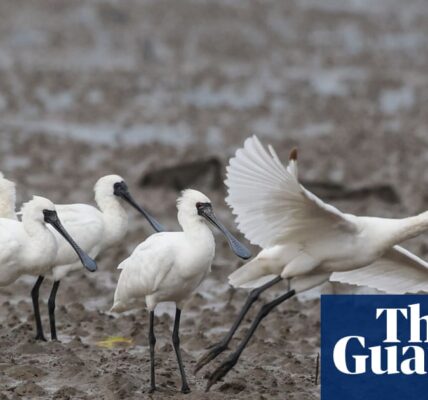 Rare black-faced spoonbill spotted in Hong Kong wetland as part of Birdwatch initiative.