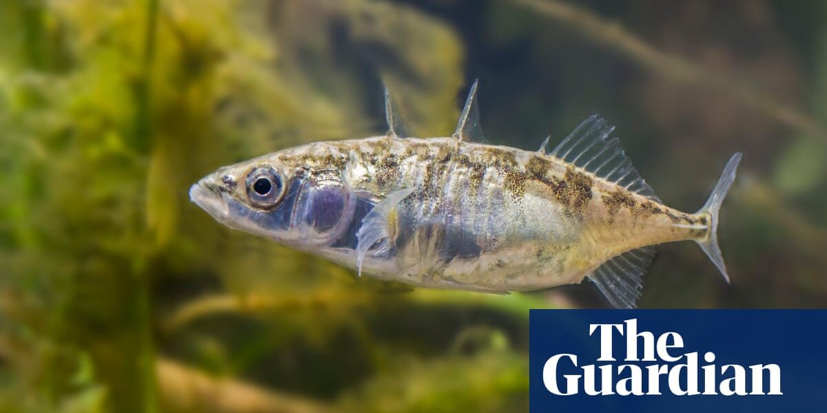 Specieswatch: the remarkably tough three-spined stickleback