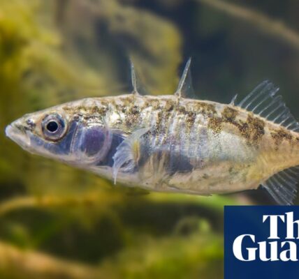 Specieswatch: the remarkably tough three-spined stickleback